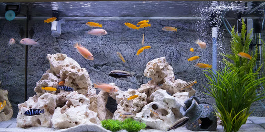 Maintaining a Healthy Environment for Your Water Pets
