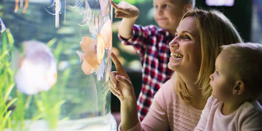 The BEST Products to Maintain a Healthy Aquarium